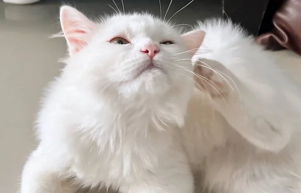 Eine Fotografie Einer Weißen Katze Die Mit Erhobenem Kopf Auf — Stockfoto