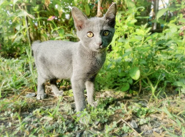 Μια Φωτογραφία Μιας Γάτας Πράσινα Μάτια Που Στέκεται Στο Γρασίδι — Φωτογραφία Αρχείου
