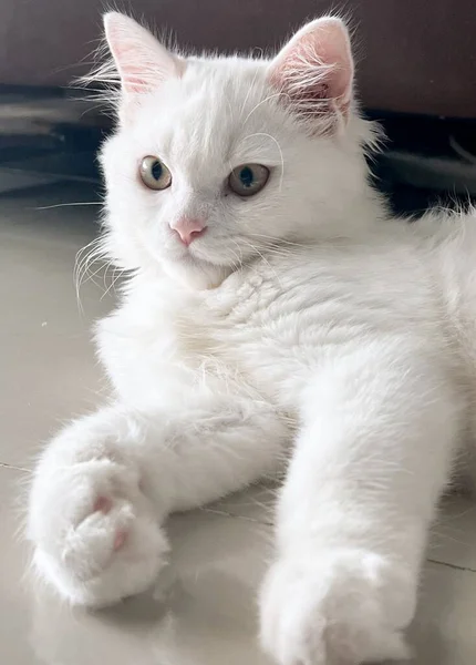 Μια Φωτογραφία Μιας Λευκής Γάτας Ξαπλωμένης Στο Πάτωμα Πόδια Απλωμένα — Φωτογραφία Αρχείου