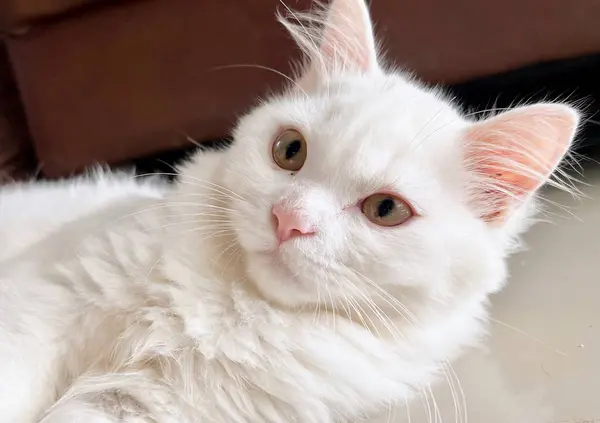 一只白色的猫躺在沙发上看着摄像机 有一只白色的猫躺在地板上 — 图库照片