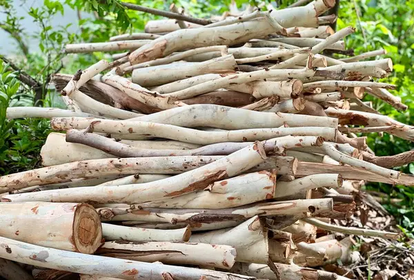 Stock image a photography of a pile of branches and branches of various sizes, there is a pile of branches that are piled together