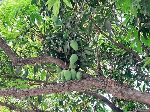 Photography Tree Bunch Green Mangoes Hanging Many Mangoes Hanging Branches — Stock Photo, Image