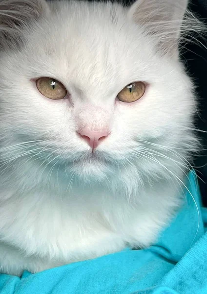 青い毛布の上に座っている緑の目の白い猫の写真青い毛布の上に座っている緑の目の白い猫がいます — ストック写真