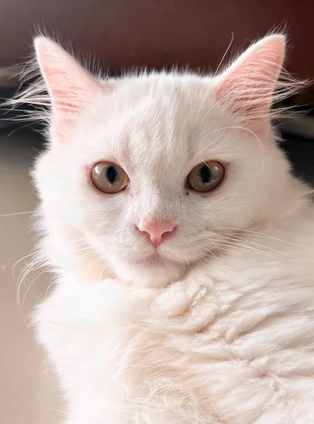 ピンクの鼻と黒の鼻の白い猫の写真ピンクの鼻と黒の鼻の白い猫があります — ストック写真