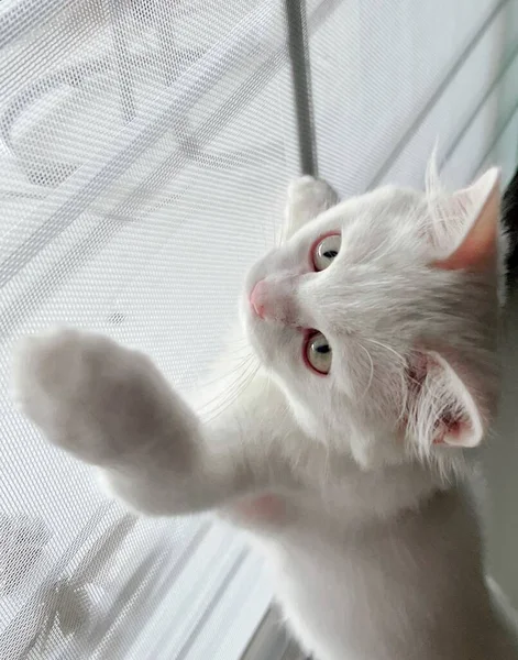 Una Fotografía Gato Blanco Que Llega Hasta Una Ventana Hay —  Fotos de Stock