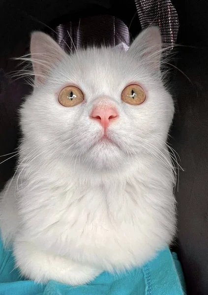 一只头戴黑毛梳子的白猫的照片 它的头上有一只黑毛刷子的白猫 — 图库照片