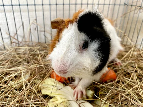 Una Fotografía Una Guinea Comiendo Una Zanahoria Una Jaula Hay —  Fotos de Stock