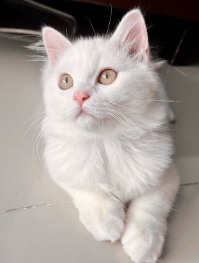 Beyaz bir yüzeyde oturan beyaz bir kedinin fotoğrafı. Yerde oturan beyaz bir kedi var.