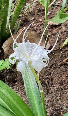 Bahçesinde uzun sapları olan beyaz bir çiçeğin fotoğrafı. Toprakta büyüyen beyaz bir çiçek var.