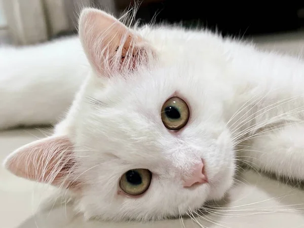 Фотография Белой Кошки Лежащей Столе Открытыми Глазами Столе Лежит Белый — стоковое фото