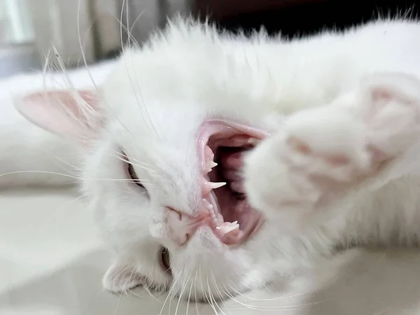 口を開けたままの白い猫と口を開けたままの白い猫とテーブルの上に横たわる歯の写真 — ストック写真