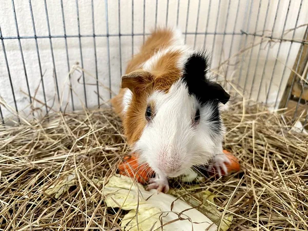 Una Fotografía Una Guinea Comiendo Una Zanahoria Una Jaula Hay —  Fotos de Stock
