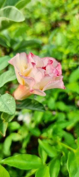 Photography Pink Flower White Center Surrounded Green Leaves Pink Flower — Stock Photo, Image