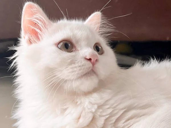 一只长着粉红鼻子和耳朵的白猫的照片 一只白猫躺在地板上 — 图库照片