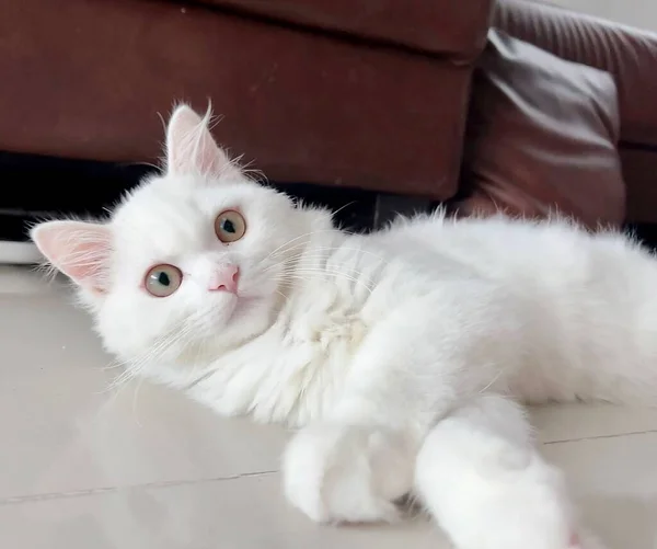 Фотография Белой Кошки Лежащей Полу Открытыми Глазами Полу Лежит Белый — стоковое фото