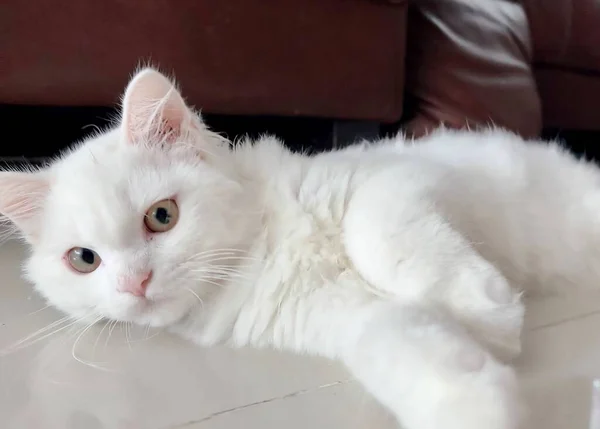 Фотография Белой Кошки Лежащей Полу Открытыми Глазами Полу Лежит Белый — стоковое фото