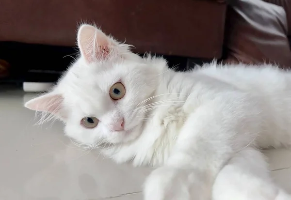 Uma Fotografia Gato Branco Deitado Chão Com Patas Chão Gato — Fotografia de Stock