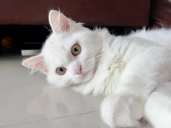 目を開けて床に寝そべっている白い猫の写真目を開けて床に寝そべっている白い猫がいます — ストック写真