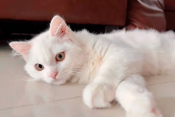 床に敷かれた白い猫の写真で床には白い猫が寝そべっていて目を開けています — ストック写真