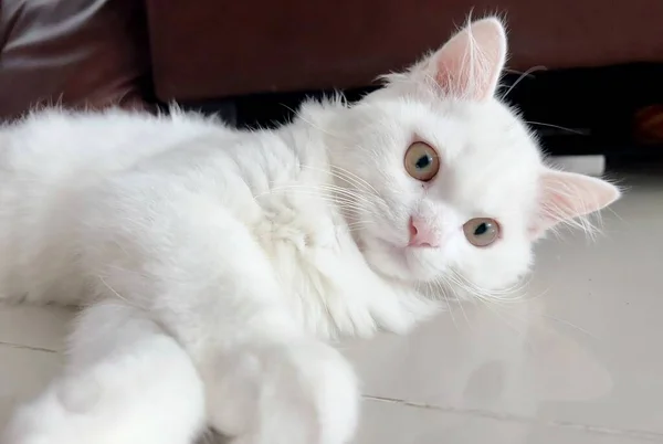 一只白色的猫躺在白色的地板上 一只白色的猫躺在地板上看着摄像机 — 图库照片