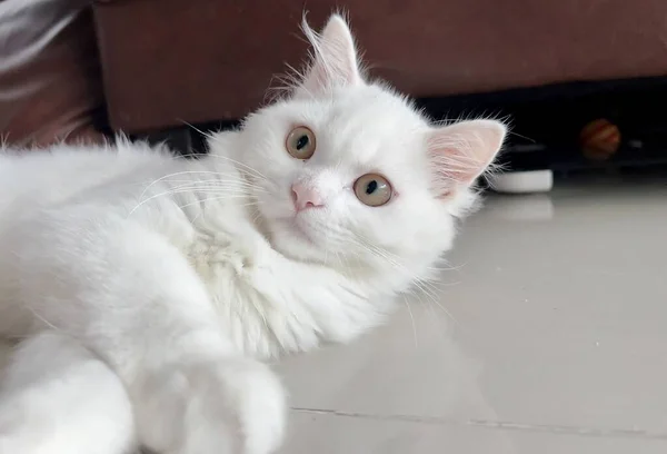 Fotografie Bílé Kočky Ležící Podlaze Hledící Kamery Podlaze Leží Bílá — Stock fotografie