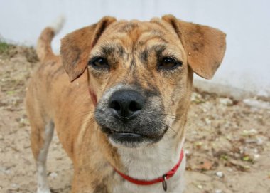 Kameraya bakan kırmızı yakalı bir köpeğin fotoğrafı. Toprağın üstünde duran bir köpek var.