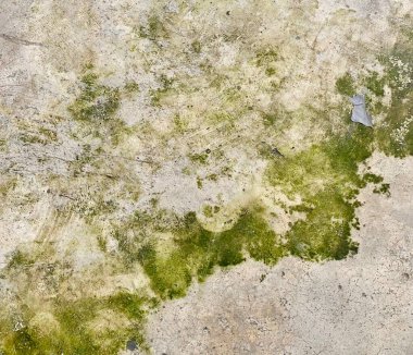 Beton bir yüzey üzerinde yeşil bir yosun parçasının fotoğrafı, bir parça kağıt ile yerde duruyor.