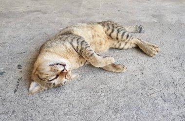 Yere uzanmış bir kedinin fotoğrafı. Kafası sırtüstü uzanmış, yerde yatan bir kedi var.