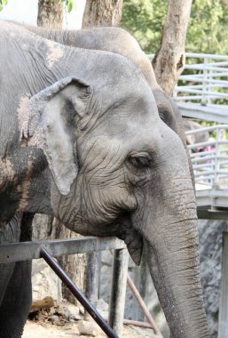 Hayvanat bahçesinde çitlerin yanında duran bir filin fotoğrafı, çitleri ve çitleri olan bir ağılda filler duruyor.