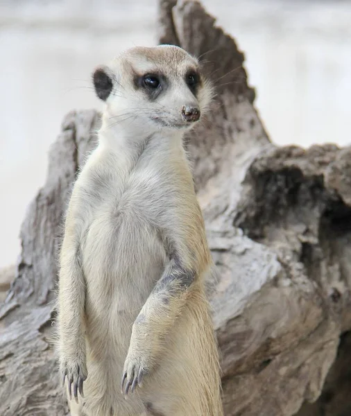 Μια Φωτογραφία Ενός Meerkat Στέκεται Ένα Κούτσουρο Ένα Ζωολογικό Κήπο — Φωτογραφία Αρχείου