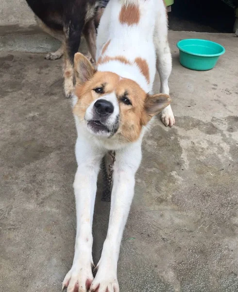 Fotografia Dwóch Psów Stojących Obok Siebie Cementowej Podłodze Dwa Psy — Zdjęcie stockowe