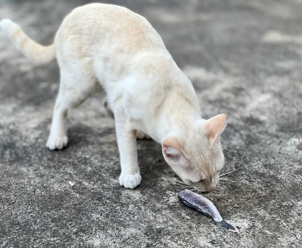 Foto Seekor Kucing Sedang Mengendus Ikan Tanah Ada Seekor Kucing — Stok Foto
