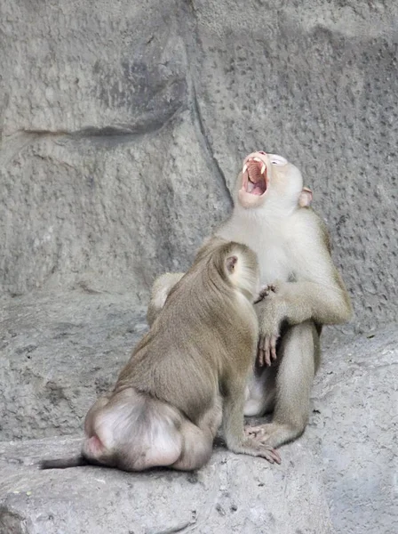 Uma Fotografia Macaco Macaco Sentado Uma Rocha Dois Macacos Sentados — Fotografia de Stock