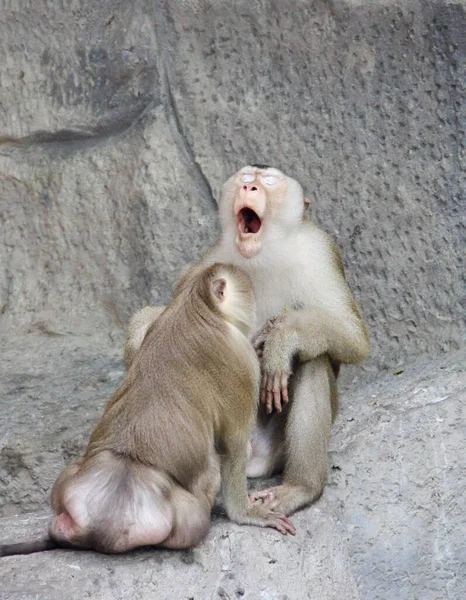 Fotografi Seekor Monyet Duduk Atas Batu Dengan Mulut Terbuka Ada — Stok Foto