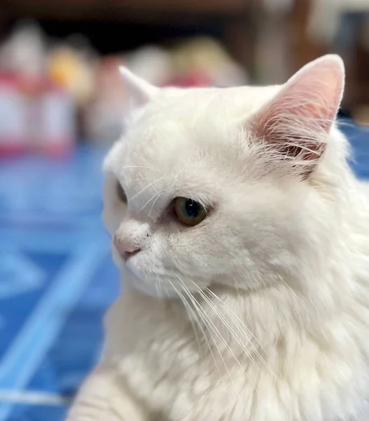 青いテーブルの上に置かれた白い猫の写真青いテーブルの上に白い猫が座っています — ストック写真