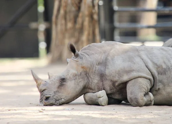 Фотография Носорога Лежащего Земле Зоопарке Носорог Лежит Земле Зоопарке — стоковое фото