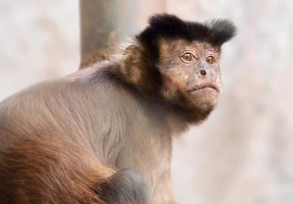 Foto Seekor Monyet Yang Duduk Tiang Sambil Melihat Kamera Ada — Stok Foto