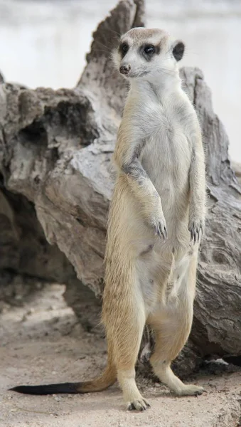 Uma Fotografia Meerkat Suas Pernas Traseiras Pequeno Animal Suas Pernas — Fotografia de Stock