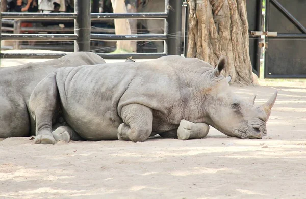 Une Photographie Rhinocéros Allongé Dans Une Enceinte Zoo Rhinocéros Allongé — Photo