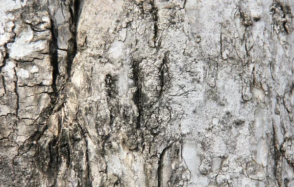 Uma Fotografia Close Tronco Árvore Com Pássaro Sobre Ele Casca — Fotografia de Stock