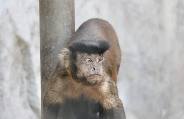 Fotografi Seekor Monyet Dengan Mantel Berbulu Kepalanya Ada Seekor Monyet — Stok Foto