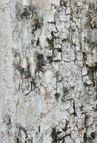Uma Fotografia Close Tronco Árvore Com Pássaro Sobre Ele Casca — Fotografia de Stock