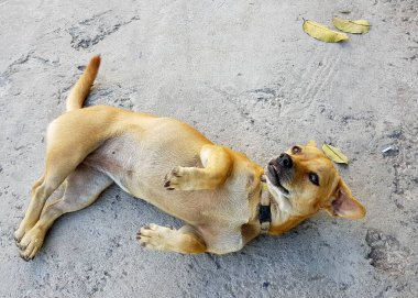 Bir köpeğin yere uzanmış bir fotoğrafı. Yerde yatan bir köpek var.