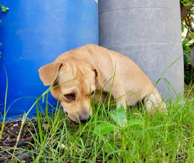 Bir köpeğin fotoğrafı, mavi bir varilin yakınındaki zemini kokluyor, bir köpek çimenlerdeki bir şeye bakıyor.