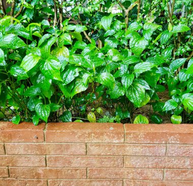 Yeşil bitkilerle dolu bir ekiciyle tuğla bir duvarın fotoğrafı. İçinde bir sürü yeşil yaprak büyüyen bir bitki var.