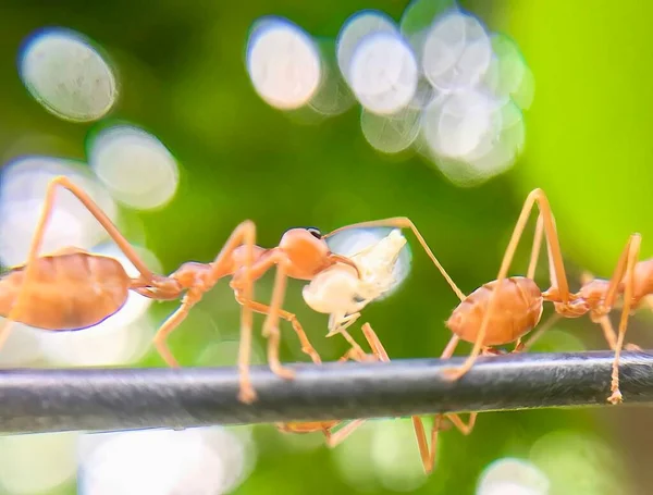Fotografi Sekelompok Semut Berjalan Atas Kawat Ada Banyak Semut Yang — Stok Foto