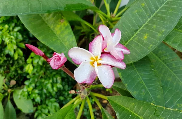 一朵粉色的花 花瓣是白色的 叶子是绿色的 有一朵粉色的花生长在植物上 — 图库照片