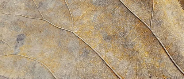 Photography Close Leaf Brown Background Close Leaf Brown Background — Stock Photo, Image