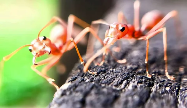 一张照片上的两只蚂蚁站在一块木头上 有两只蚂蚁站在一块木头上 — 图库照片