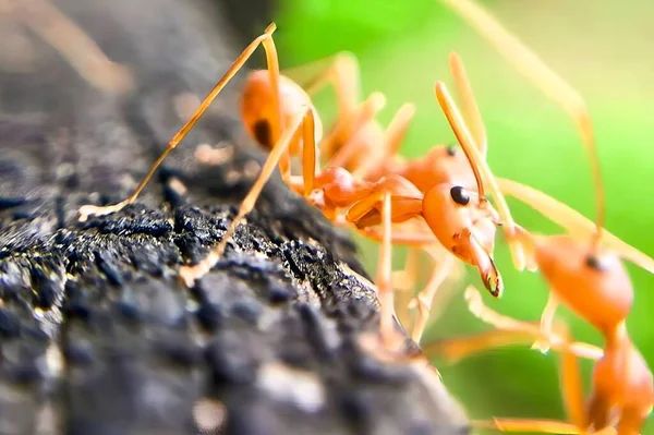 Ağaç Gövdesinde Yürüyen Bir Grup Karıncanın Fotoğrafı Ağaç Gövdesinde Duran — Stok fotoğraf